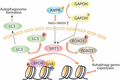 Epigenetic Regulation of Autophagy Beyond the Cytoplasm: A Review